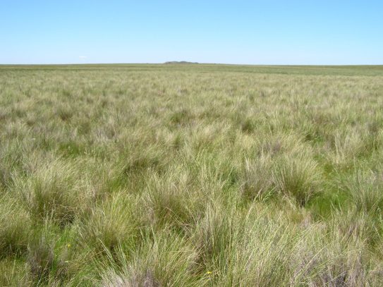 A poa tussock grassland at Blacks Creek