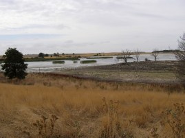 A wetland near Clunes