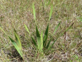 Bulbil Watsonia in grassland